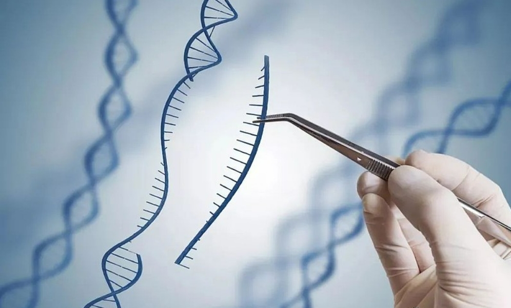 基因编辑在抗衰老、使人长寿上的应用和未来展望