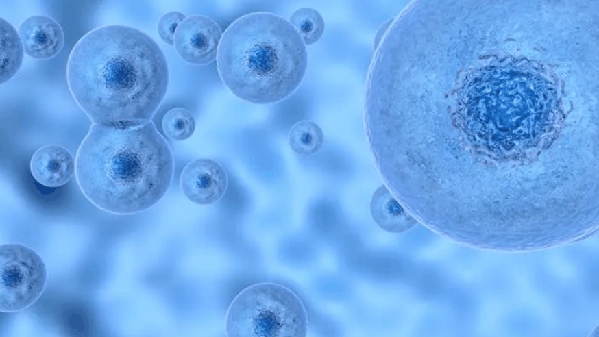 为什么间充质干细胞在干细胞研究中受到重视？有什么医学作用？