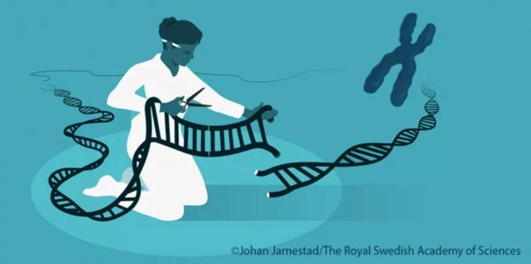 基因编辑能做哪些事情，能治疗什么疾病？