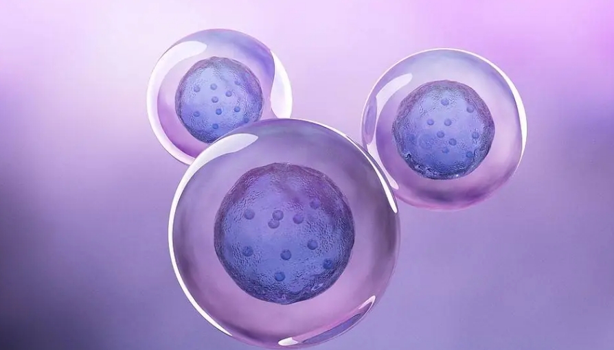 间充质干细胞来源于哪里？从哪里获得间充质干细胞