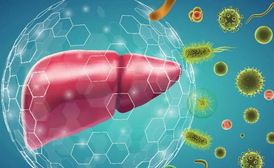 间充质干细胞可有效改善肝硬化，为干预肝硬化提供一种有效方法